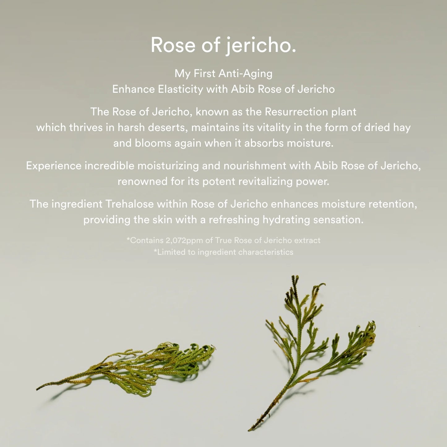ABIB Jericho Rose Bifida Serum Firming Drop [50ml]