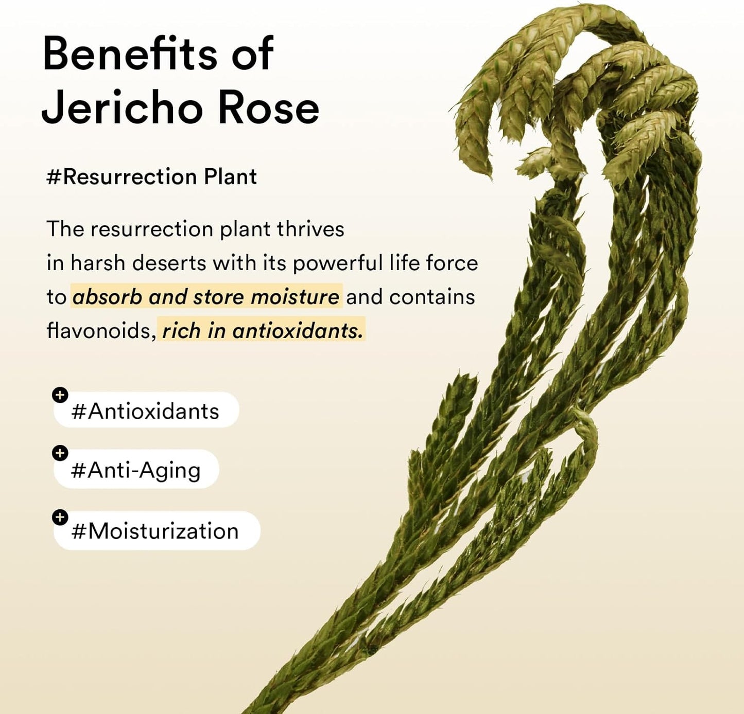 Abib Collagen Eye Patch Jericho Rose Jelly 60pcs