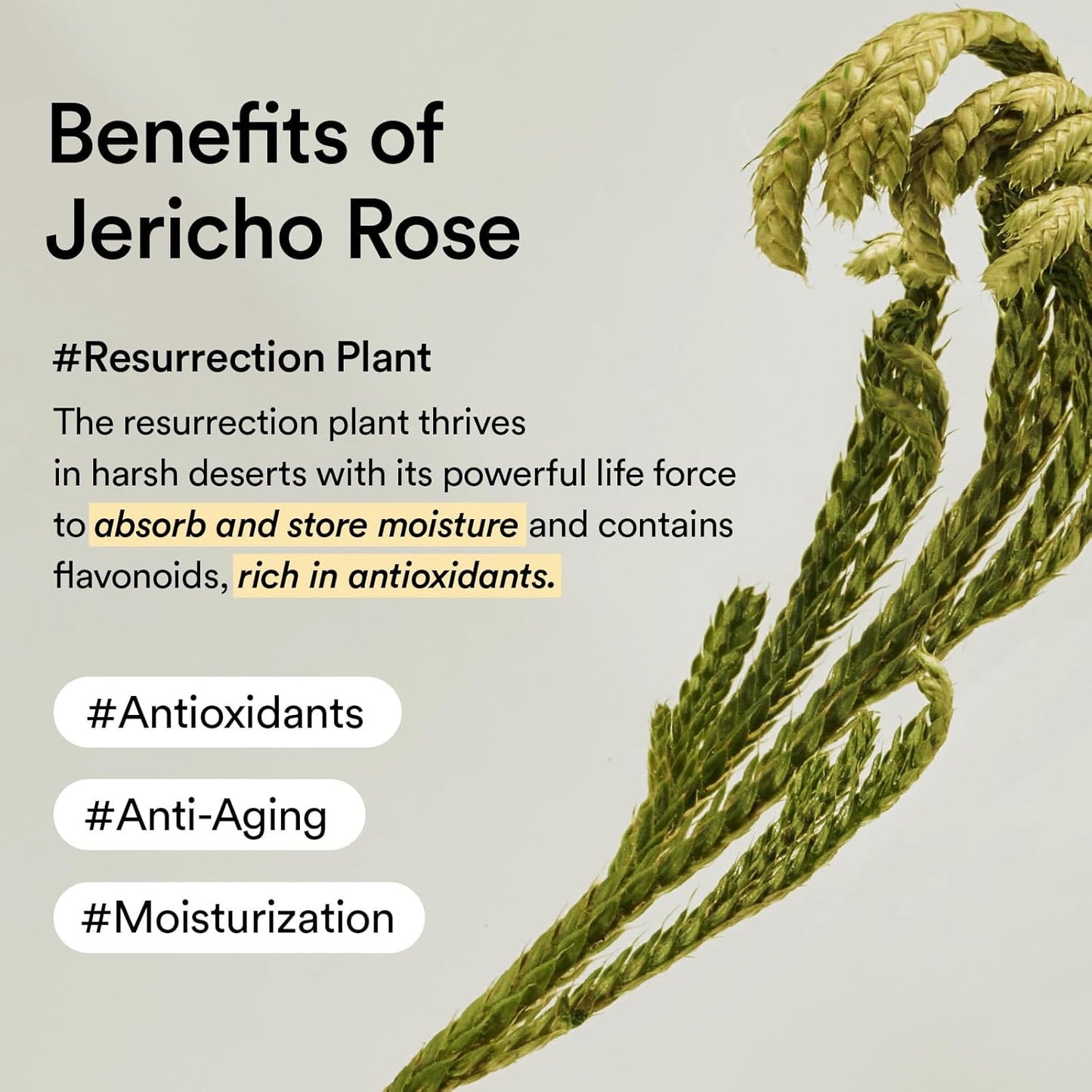 Abib Collagen Eye Crème Jericho Rose Tube [30ml]